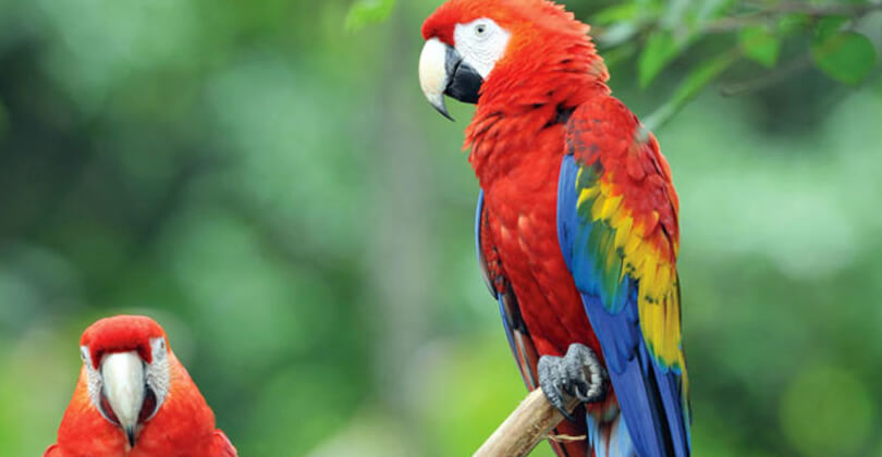 Picture of two Scarlet Macaw birds on a tree branch, representing the sightseeing opportunities while having plastic surgery with Frontline Plastic Surgery, San Jose, Costa Rica.  The birds are deep red with blue feathers on the wings.